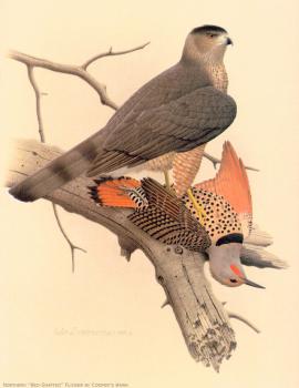 Northern Red shafted Flicker